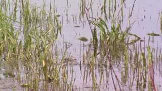 Keith Bear; "Morning Star Whispered"