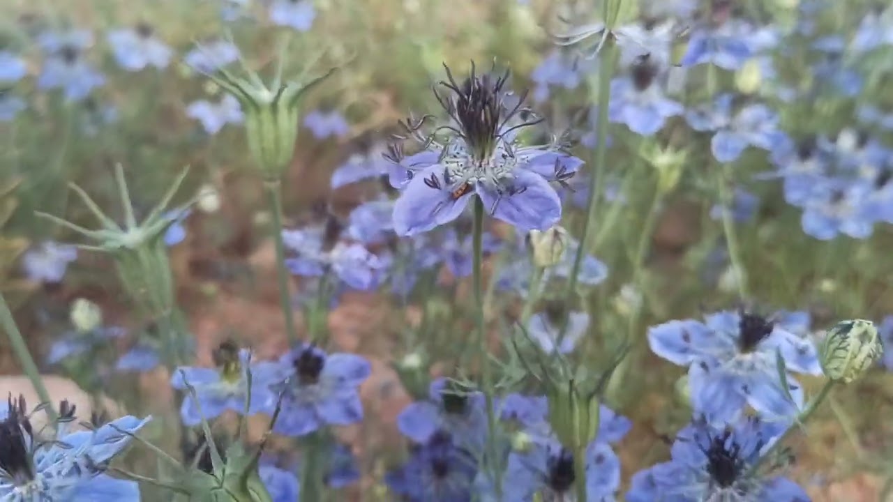سروح النحل على ازهار حبة البركة الاسم العلمي nigella hispanica