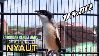 Download lagu cendet gacor FULL ISIAN buat PANCINGAN CENDET AGAR BUNYI jadikan BURUNG PENTET GACOR RESPON AKTIF mp3