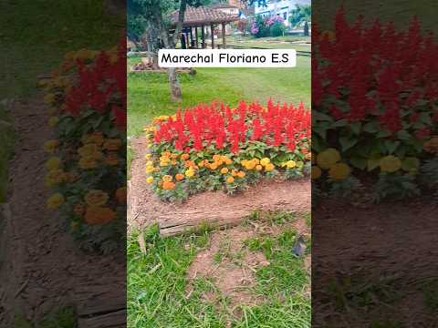 Lindas flores no Jardim em Marechal Floriano E.S #espiritosanto #naturezasurpreendente
