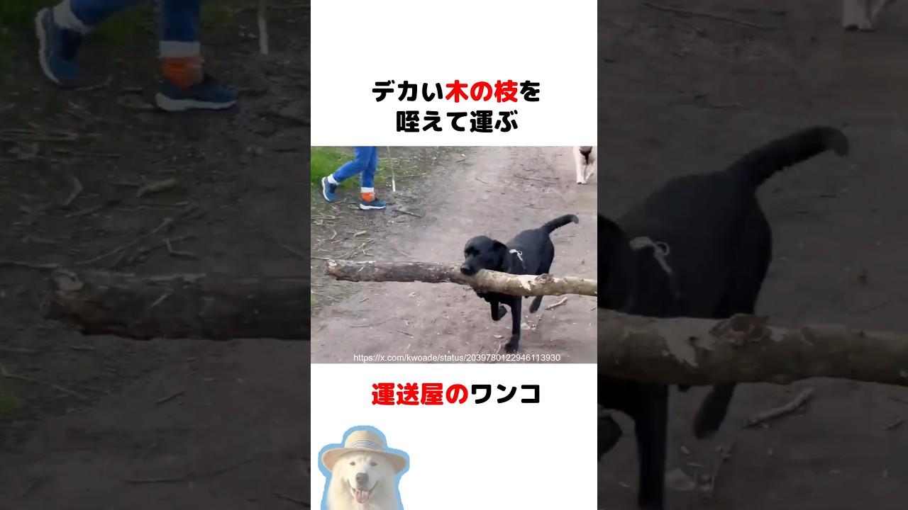 運送屋さんのワンコ