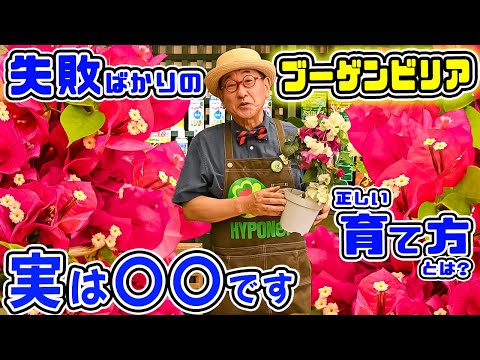 鉢植えのブーゲンビリアの手入れ方法