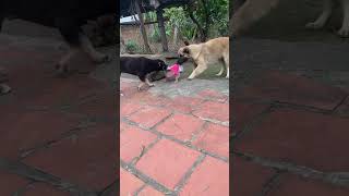 The dogs are competing to take the baby monkey for a walk.