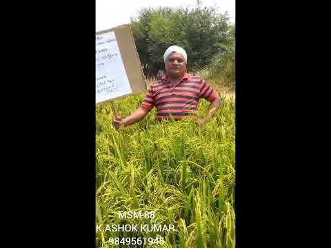 MSM 88 || KASAM ASHOK KUMAR || 120 DAYS crop Sanna rakam  || 9849561945