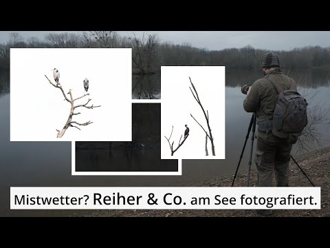 Naturfotografie: REIHER und KORMORANE an einem bedeckten MORGEN am SEE
