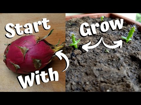 Growing Dragon Fruit From Seed
