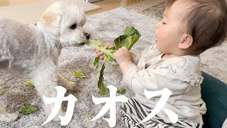 兄犬におやつをあげる係を妹に任命したら大変なことになりました…【マルプー×赤ちゃん】
