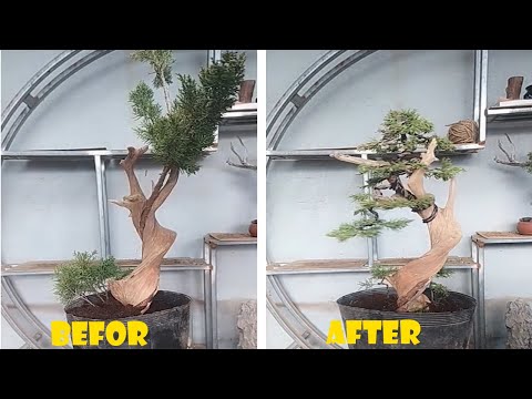 How to bend and prune great bonsai - A guide for beginners to bonsai #07