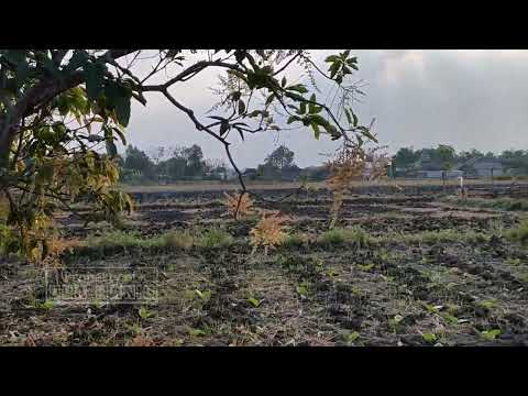 Tutorial nyolong pencit. (mangga muda)