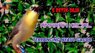 Download lagu AMARAH KECIAL TERPANCING NYAUT ‼️ PANCINGAN KECIAL KUNING GACOR CIAK JOSS @KecialKuningGacor mp3