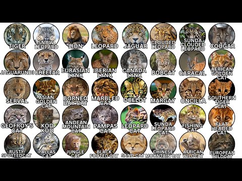 All 40 Species of Wild Cats Explained.
