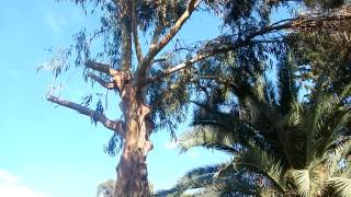 preview picture of video 'Taille eucalyptus île du Levant'