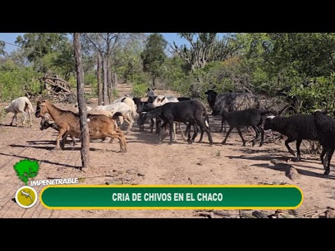 “Chaco Caprino: Tradición, Trabajo y Futuro en Nueva Pompeya”