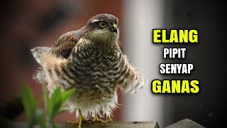 Download lagu ELANG PIPIT - LINCAH MEMBELAH UDARA UNTUK BERBURU mp3