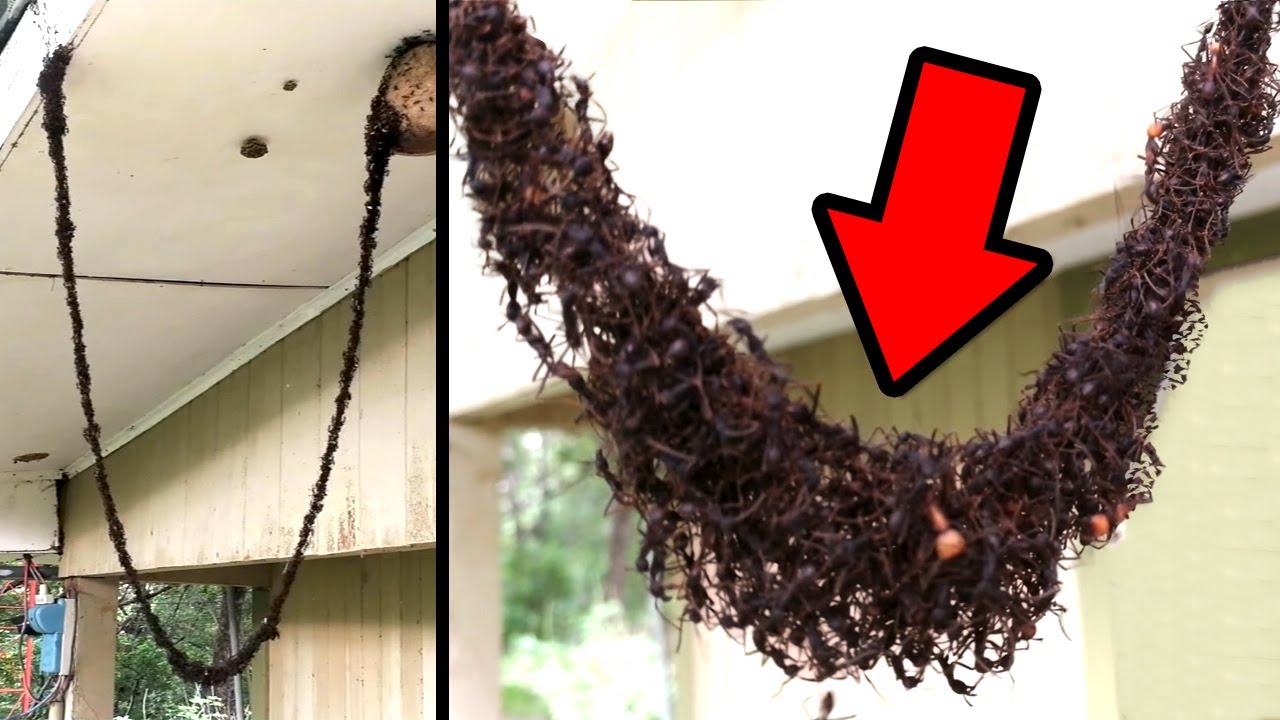 Incríveis Estruturas Construídas Por Insetos