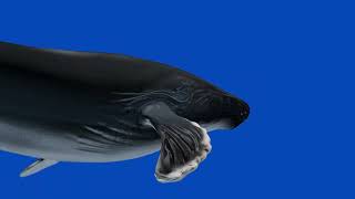 Download lagu Blue Whale on green Screen | Copyright Free mp3