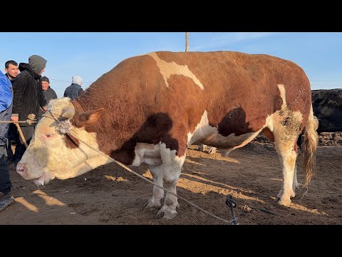 ГИГАНТ БУКА 110 МИЛЛИОН СЎМ УРГАНЧ МОЛ БОЗОРИ 1-МАРТ ЯНГИ НАРХЛАР !!! ХОРАЗМ БОЗОР