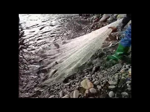 Most Satisfying Cast Net Fishing Video Catch  of Fish | Traditional Net Catch Fishing on River #fish