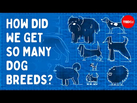 Why are There so Many Different Dog Breeds?