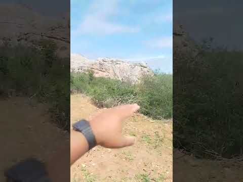 PAISAGEM DE ALGODÃO DE JADAIRA PB