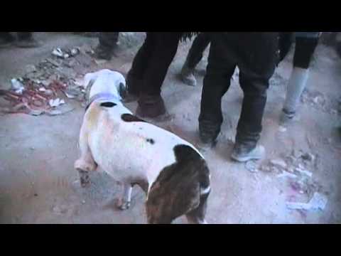 system network free party 5/1/2k13