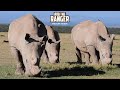 Southern White Rhino Ol Pejeta Zebra Plains On Tour