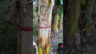 Download lagu Miss Mamayo's Flying Catfish Kite #mamayo mp3