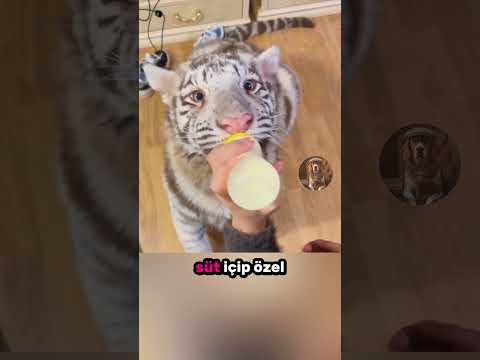 Hamile Beyaz Kaplanın İnanılmaz Hikayesi 🐅🍼🏡