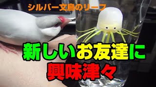 新しいおもちゃに大興奮！？シルバー文鳥リーフ