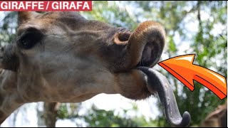 Suara jerapah | Video jerapah