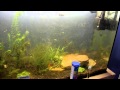 Bloodfin Tetra Courtship and Breeding Behavior