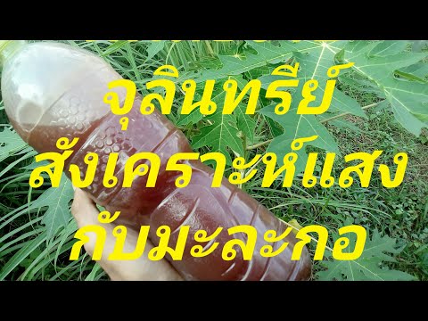 ทดลองใช้ จุลินทรีย์สังเคราะห์แสง กับมะละกอ แบบไม่มีเครื่องฉีดพ่น