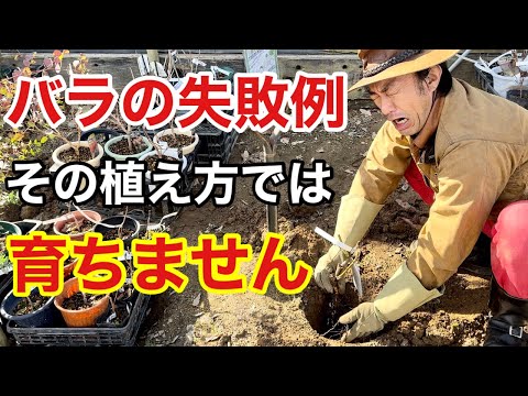 土壌疲労:バラが育たないとき 庭の練習