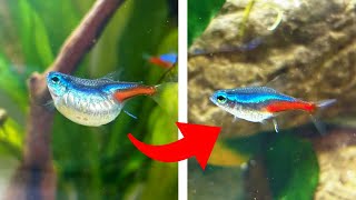 this fish was always 2 steps ahead (neoncado) | Fish Tank Review 309