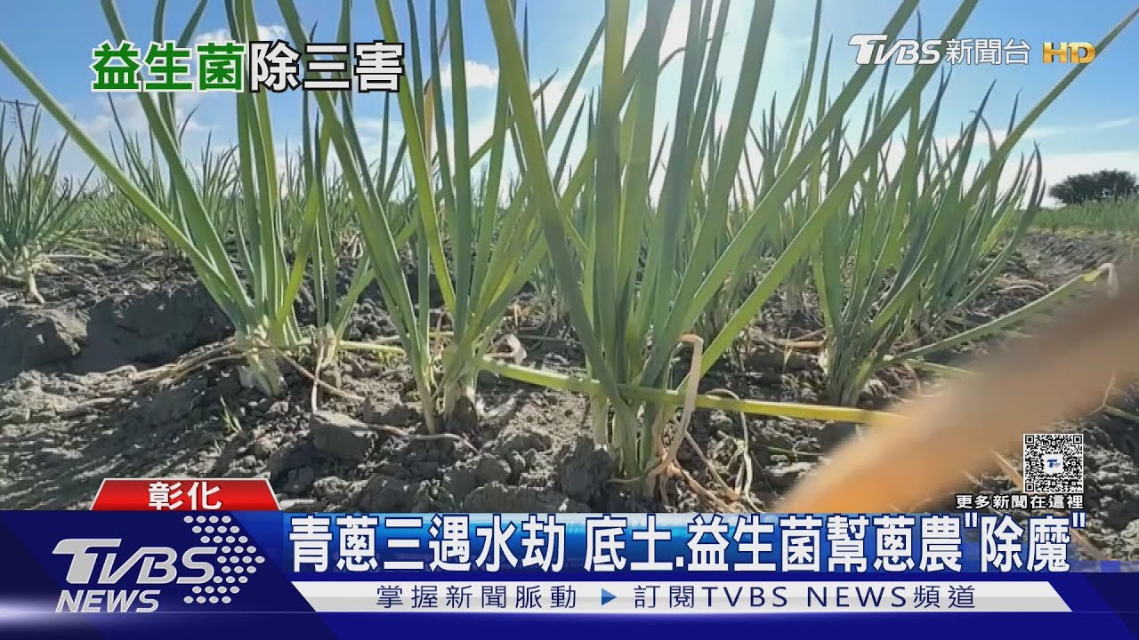青蔥飆漲至300元!彰化農民逆天改命 七分地進帳百萬