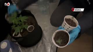 Özel Düzenekle Uyuşturucu Yetiştirilen Eve Polis Baskını