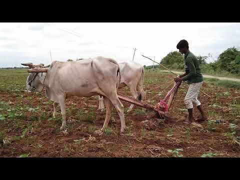 Kotesh in farming