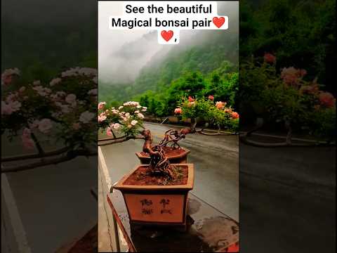 #Bonsai Magic 🌿✨ Pink-White Flowers in Full Bloom! #bonsai #shorts #viral bonsai #trendingshorts
