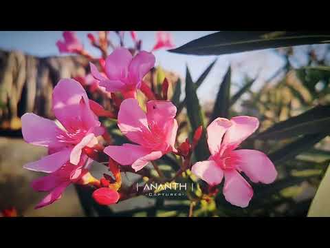 flowers are very beautiful 🌹💐