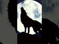 Wolf Howling Sound🐺