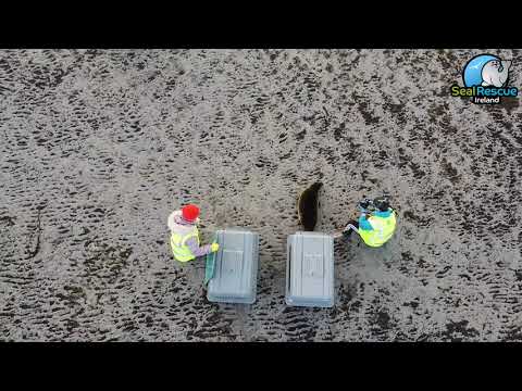 Common Seal / Harbour Seal Release at Furbogh Beach, Co. Galway, Ireland