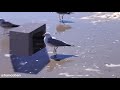 Endless Gulls