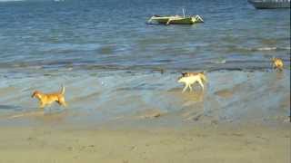 preview picture of video 'Wild dogs on the beach at Kuta (Kute), Lombok (next to Bali), Indonesia'