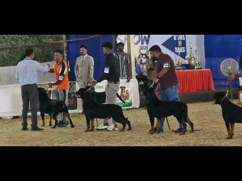 Power and Presence - Rottweiler  |  Judged by Mr. Muneer Bin Jung | Palakkad dog show2025