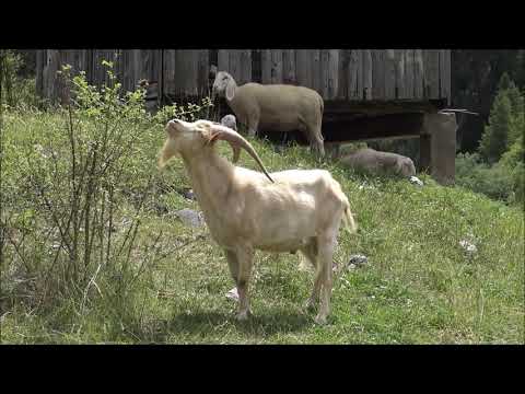 I CAPRONI IN VALLE STURA (CN) DOM. 28 - 7 - 2019