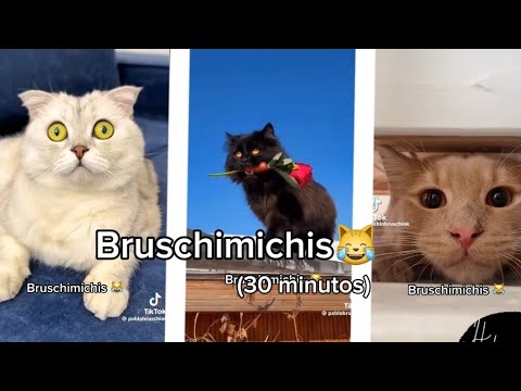 BRUSCHIMICHIS😹💗 30 minutos de risa🐈💕! // #bruschimichis #humor
