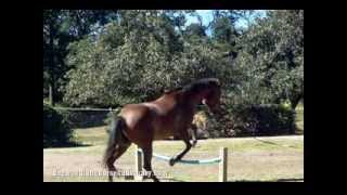 Blind Horse Jumping - Dogwood Lane Horse Sanctuary