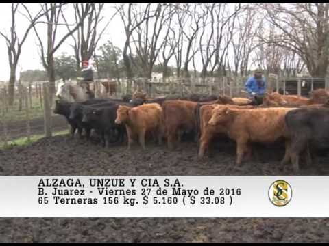 27-05-16 Venta de Hembras - Alzaga, Unzue y Cia S.A. - B.Juarez.
