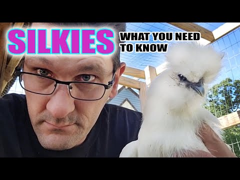 Silky Chicken - What You Need To Know - 101