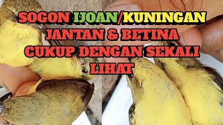 Download lagu Just one look at the difference between male and female green sogon mp3